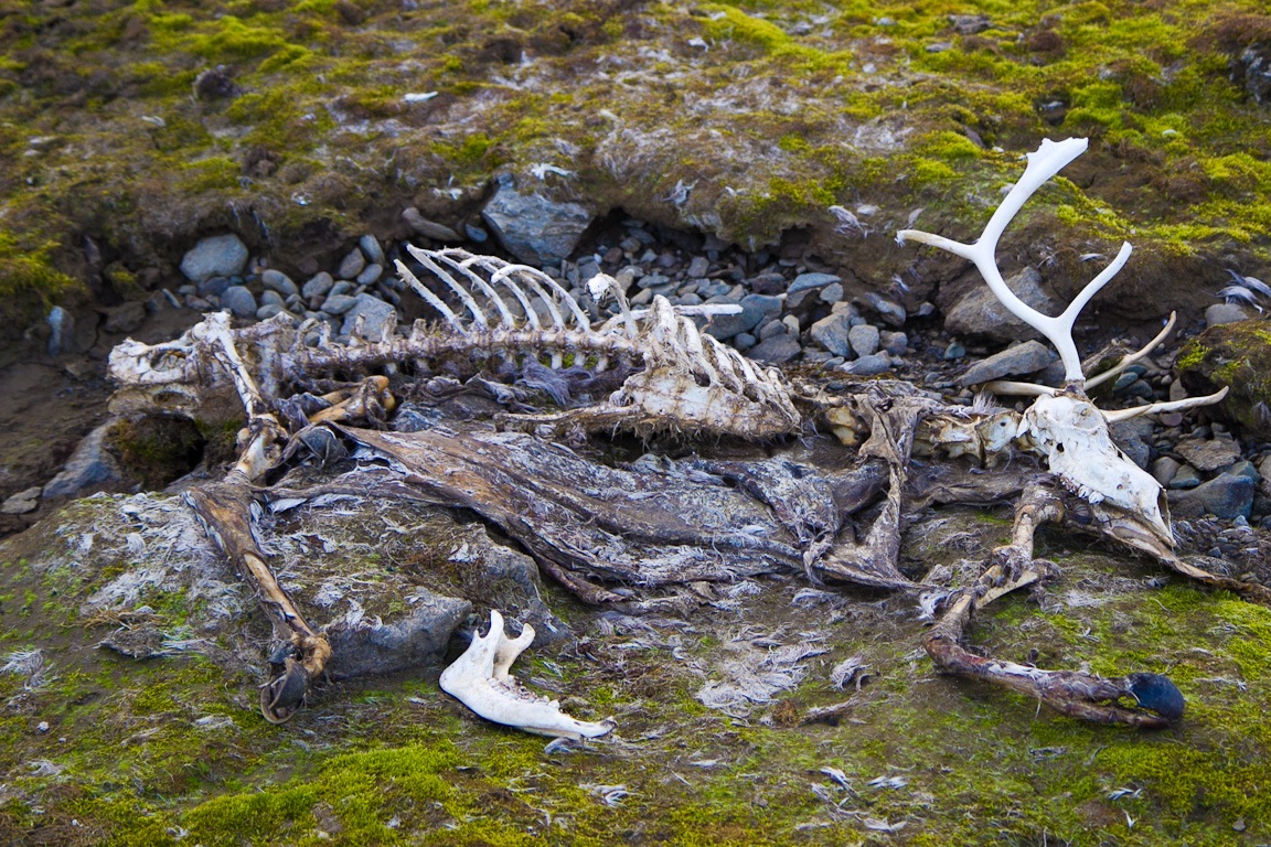 reindeer remains